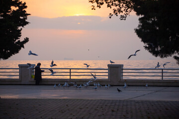 A woman feeds seagulls on the boulevard.
