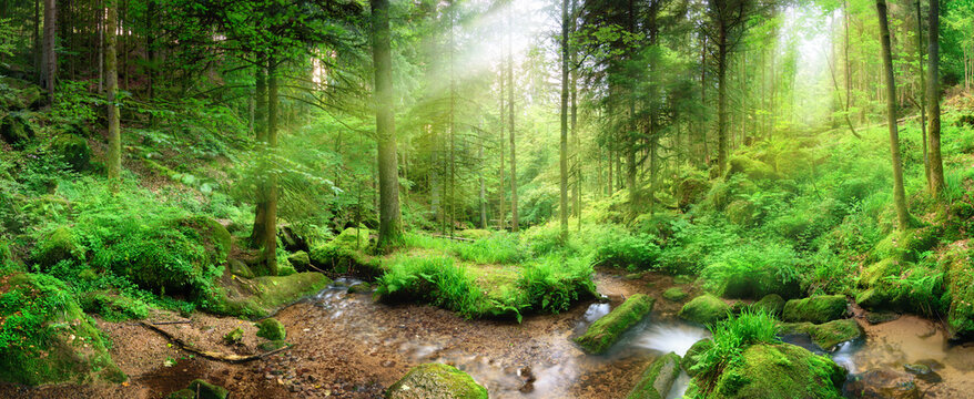 Panoramic forest scenery with rays of light falling through mist, lush green foliage and a stream with tranquil clear water