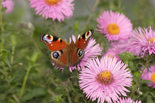 Butterfly on chrysanthemum flowers in the garden. High quality photo