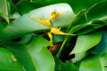 colorful flowers of the azores