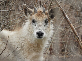 森に潜むニホンカモシカ
