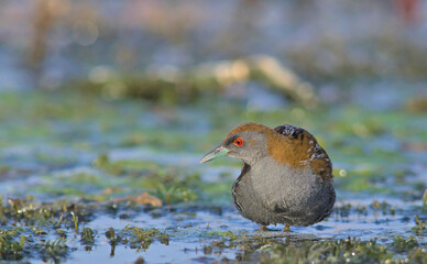 Baillon's Crake (Zapornia pusilla), Greece