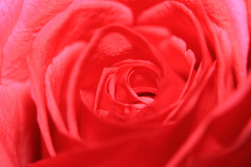 Beautiful Close Up of a Delicate Romantic Rose Flower