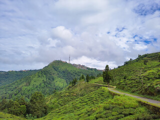 mountain tea garden view with bright blue sky at morning from flat angle