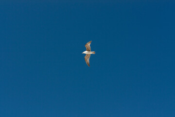 Seagull flying under the blue sky