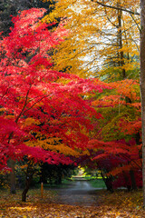 Naklejka premium jesień