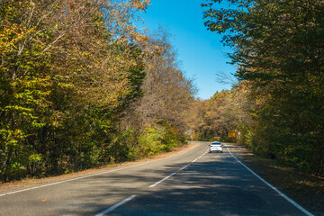 Fototapeta premium White cab car on a deserted country road. Yellow-green forest along the edges of the road. Blue sky in the background