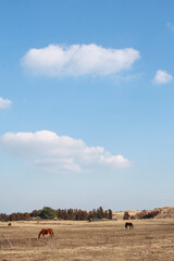 At the entrance of the parasitic cone in Jeju Island in the winter, words that spend a relaxing time.

