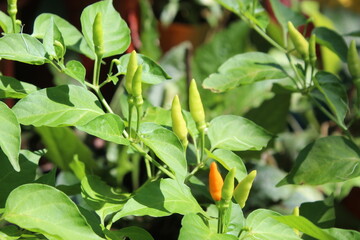 pepper plant in the garden