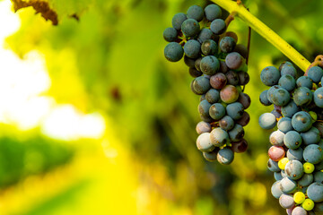 Vineyard with bushes of red ripe grapes ready for harvesting and wine production. Close-ups of red grapes lit by the autumn sun.
