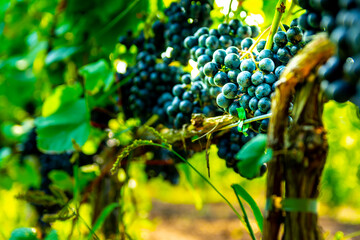 Vineyard with bushes of red ripe grapes ready for harvesting and wine production. Close-ups of red grapes lit by the autumn sun.

