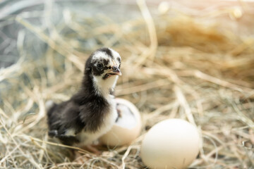One baby chick is born in nature and blurred background of two eggs waiting to hatch , grow up concept