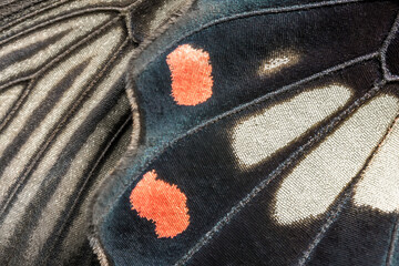 Closeup The Common Rose wing, butterfly wing detail texture background