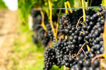 Vineyard with bushes of red ripe grapes ready for harvesting and wine production. Close-ups of red grapes lit by the autumn sun.
