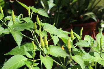 green leaves pepper in the garden