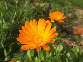 Calendula officinalis flowers. Marigold in the garden.