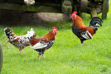 Beautifull coloured range of chicken (hens and cock - sabelpoot Booted Bantam) on the grass looking for insects at a farm on a sunny day