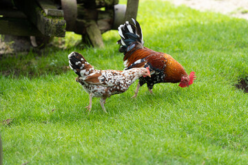 Naklejka na ściany i meble Beautifull coloured range of chicken (hens and cock) on the grass looking for insects at a farm on a sunny day