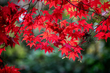 Fototapeta premium jesień