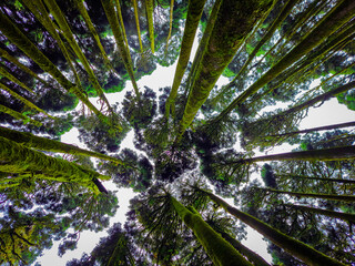 Obraz premium pine tree forest up angle shot with white defused fog background at morning from different angle