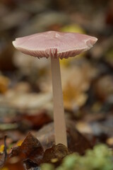 Pink ballerina waxcap mushroom