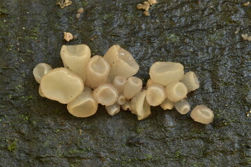 Fototapeta premium Beech jelly cup fungus