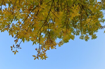 Beautiful autumn leaves with a blue sky in the background