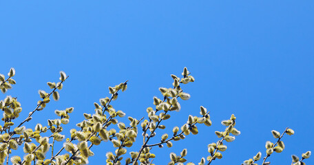 Goat willow, willow, blooms in spring on a clear day