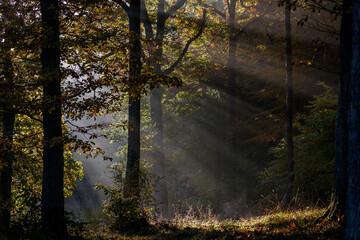 Rays of sun light trough the forest.