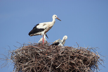 The nest of white storks.