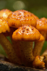 Golden scalycap mushrooms