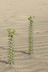 Euphorbia paralias the sea spurge small green colored plant growing in the sand of the dunes with small green leaves on sandy bottom