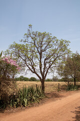 tree on the side of a rural road