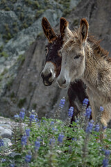 Pareja de Mulas o Burro detalles en viaje