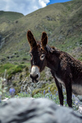 Obraz premium Mulas Burro detalles en viaja