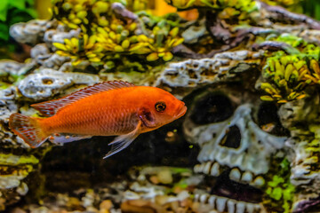 fish swimming in aquarium - red zebra cichlid