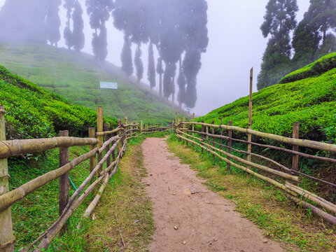 tea garden in remote village covered with fog at morning