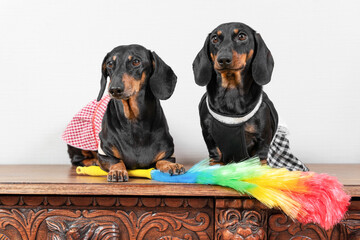 Two cute dachshund dogs in maid uniform with aprons sit on wooden surface, feather duster for cleaning is lying nearby, front view