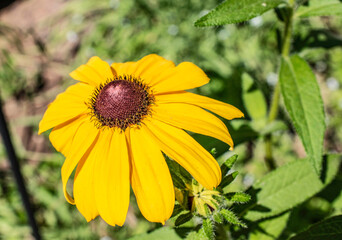 Closeup of a Wild Sunflower in full bloom