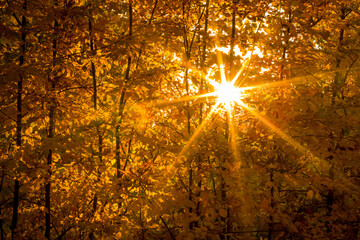 Autumn trees - late afternoon sun in beech leaves creating lens flare effect