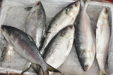 Pile of Fresh Ilish Fish or Hilsa Fish. Being sold in fish market.
