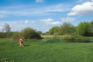 a cow grazes in a field in the village