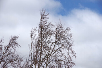 Low angle view of a young bare sycamore tree under a cloudy sky in spring