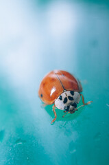 ladybug Insect Red Aquamarine Closeup Macro 