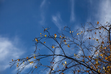 thin dark branches against the blue sky. small yellow leaves on the branches