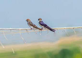 Wire Tail swallow looking into Camera