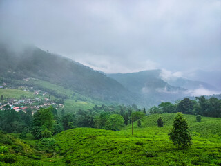 tea garden at misty mountain range amazing landscape covered with fog at morning