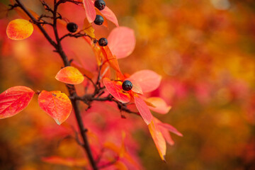bright red and orange leaves on a thin branch. black little berries. macro. I bush berries in autumn. desktop wallpapers. wallpaper with plants