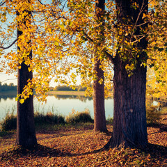 A peaceful view at the Malomvölgyi-tó in fall, Pécs, Hungary