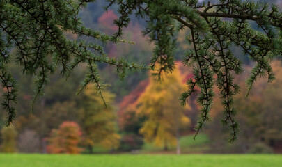Variety of trees including acer, cherry and maple trees in a blaze of autumn colour, photographed at Winkworth Arboretum, Surrey, UK. Branch of conifer tree in foreground.